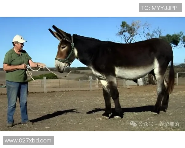 足球球星外号驴的由来与背后故事揭秘